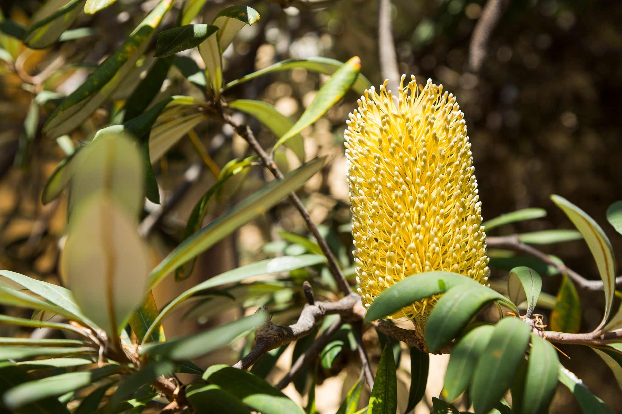 The golden, bottlebrush inflorescence of a coast banksia peaks out from between the tree’s leaves.