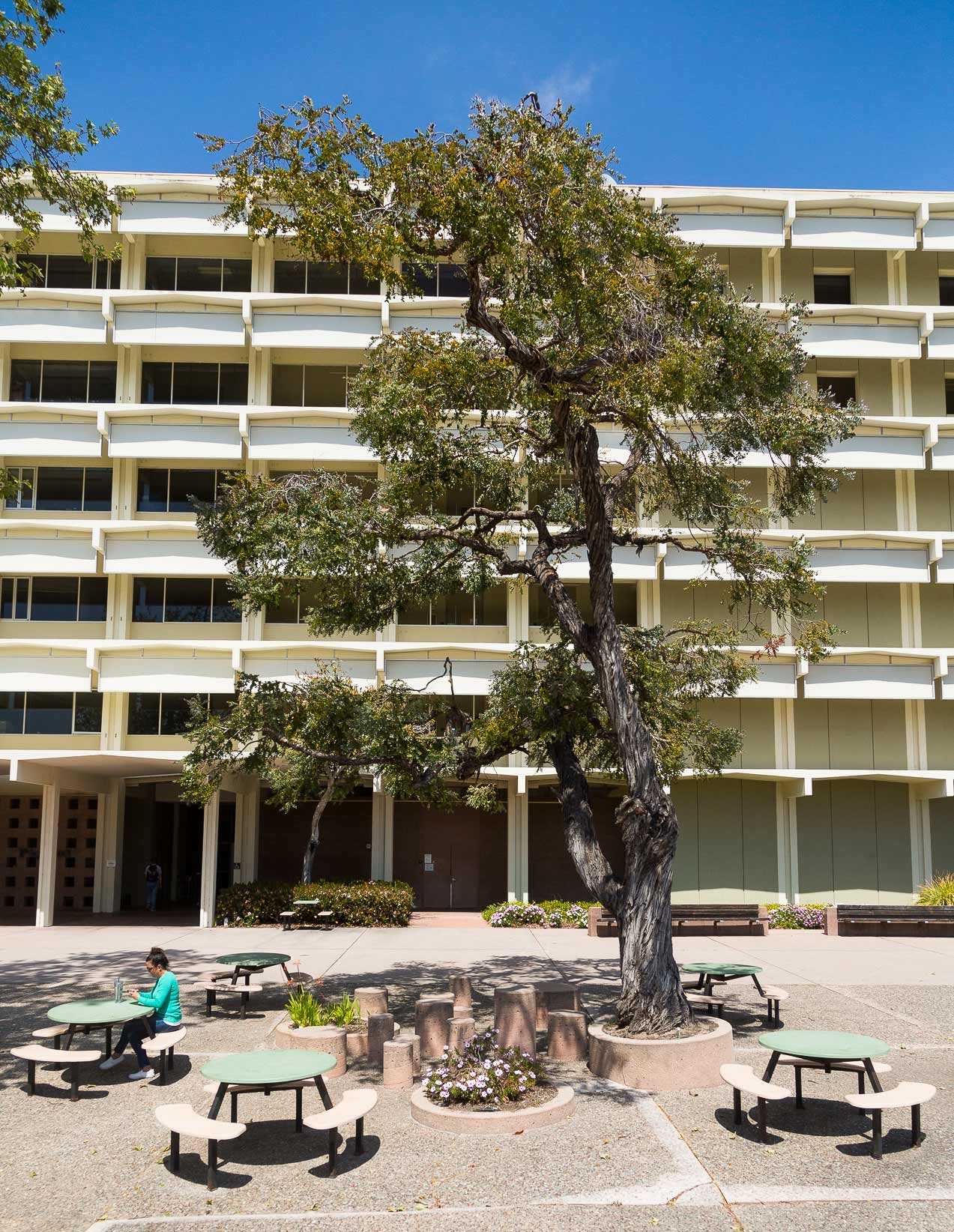 A eucalyptus with tables around it in front of a building.