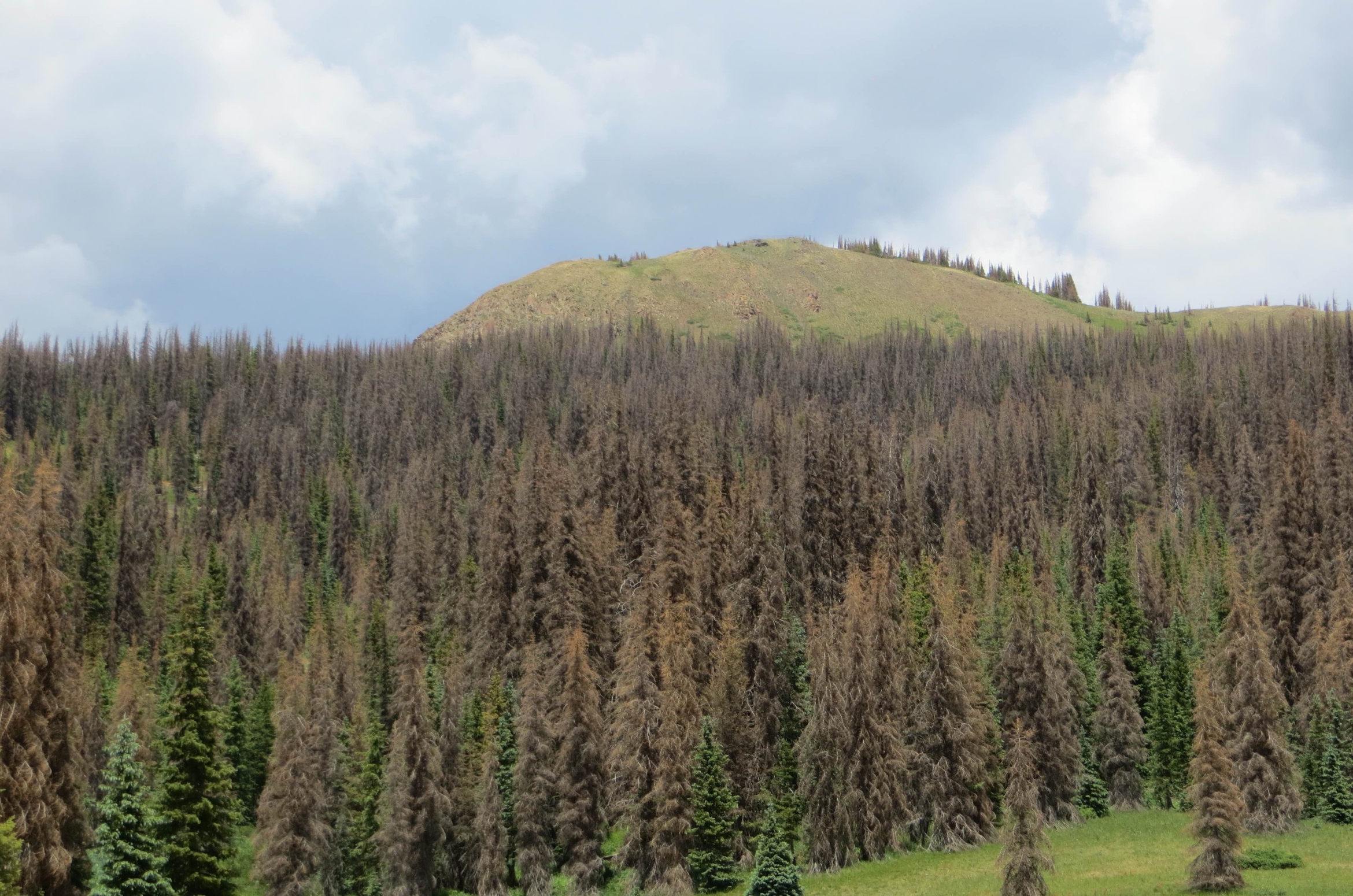 Stressed pines on a hill in southwestern Colorado.