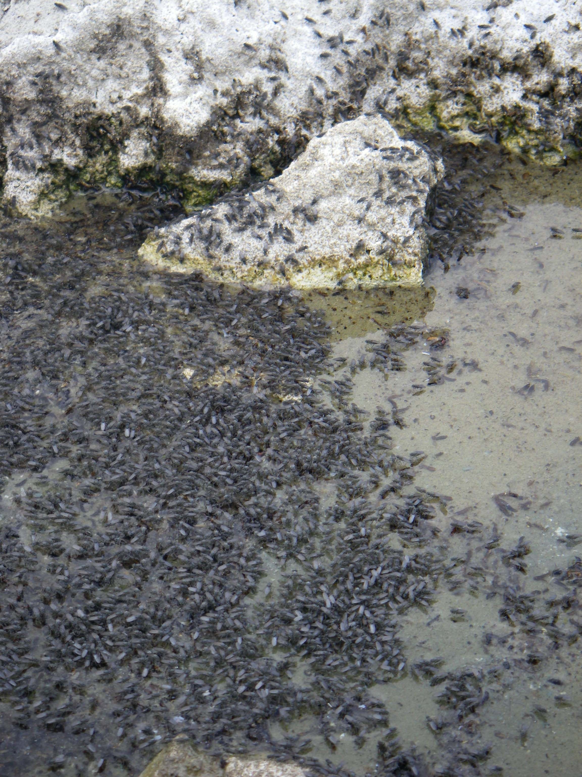 An aggregation of brine flies on a lakeshore