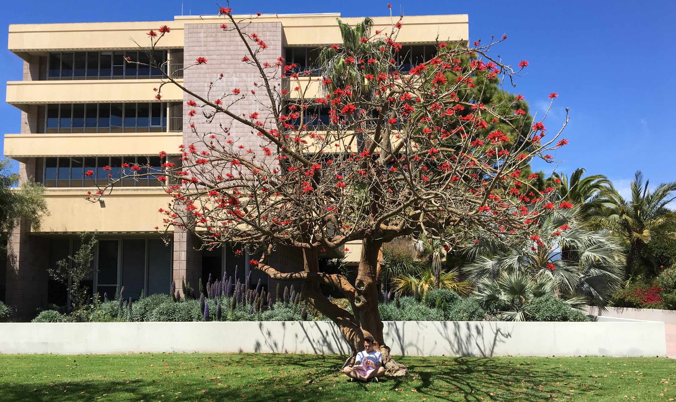 A student sits reading beneath a blooming coral tree with building behind.