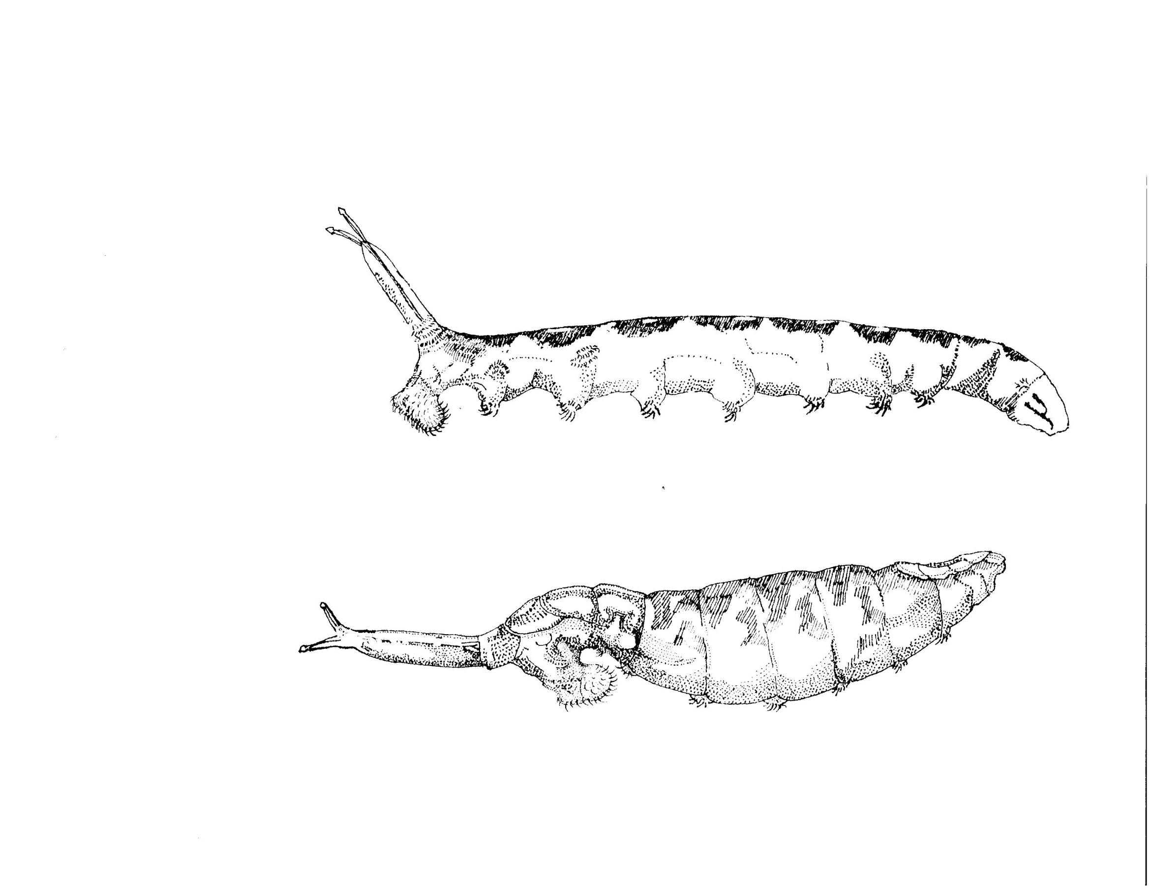 Hand illustration of a brine fly larva and pupa