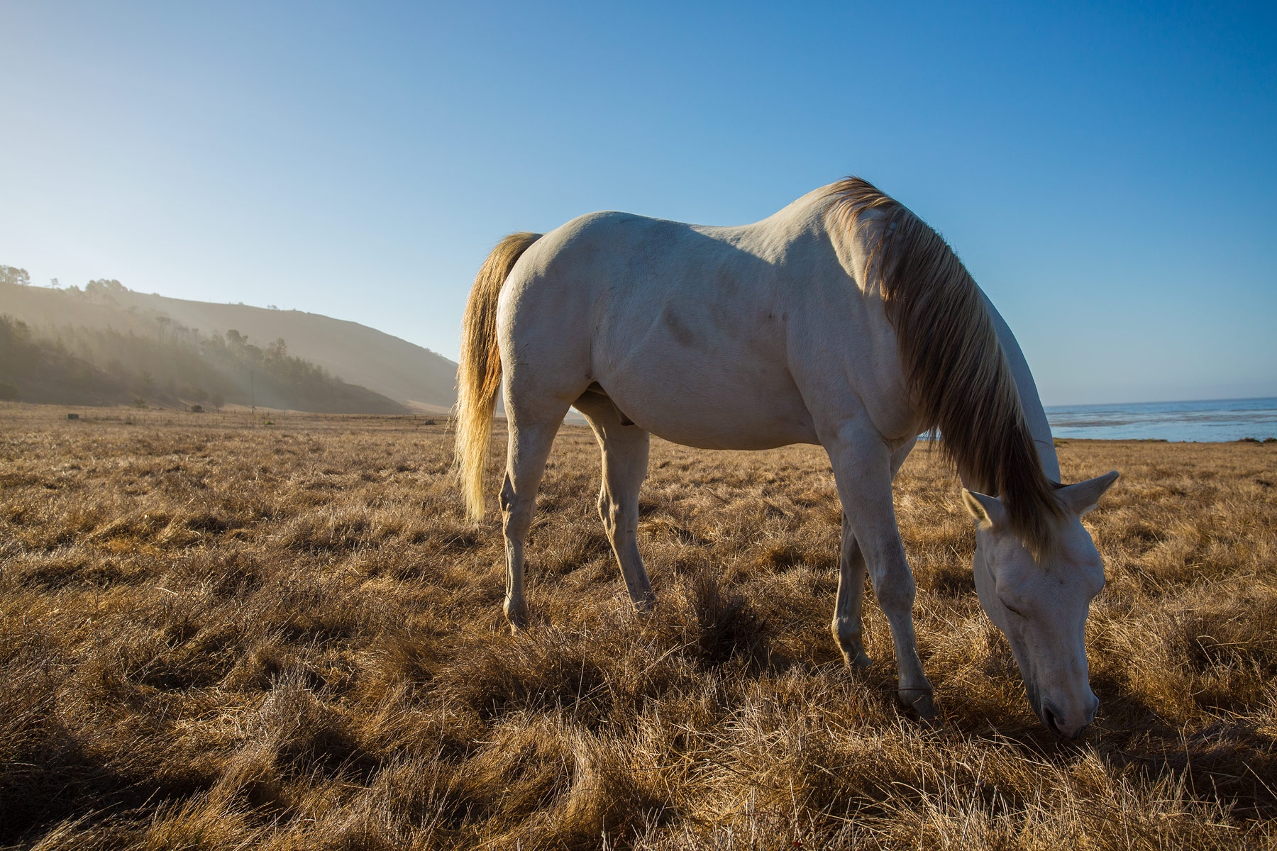One of the Canestro family’s four horses was inherited from Sedgwick Reserve, another of UCSB’s natural reserves.
