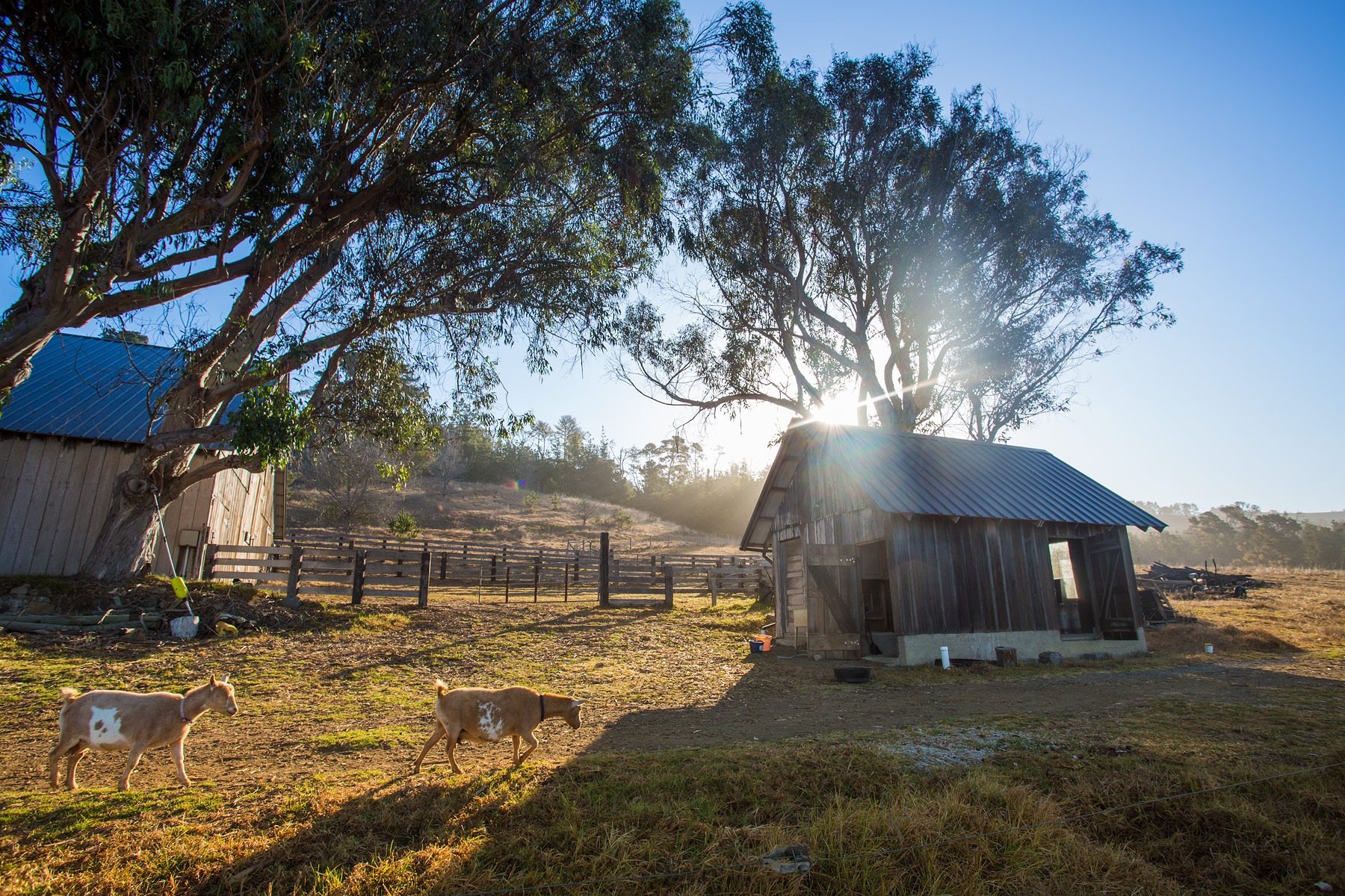 The Canestros keep several goats and horses near their home at Rancho Marino.