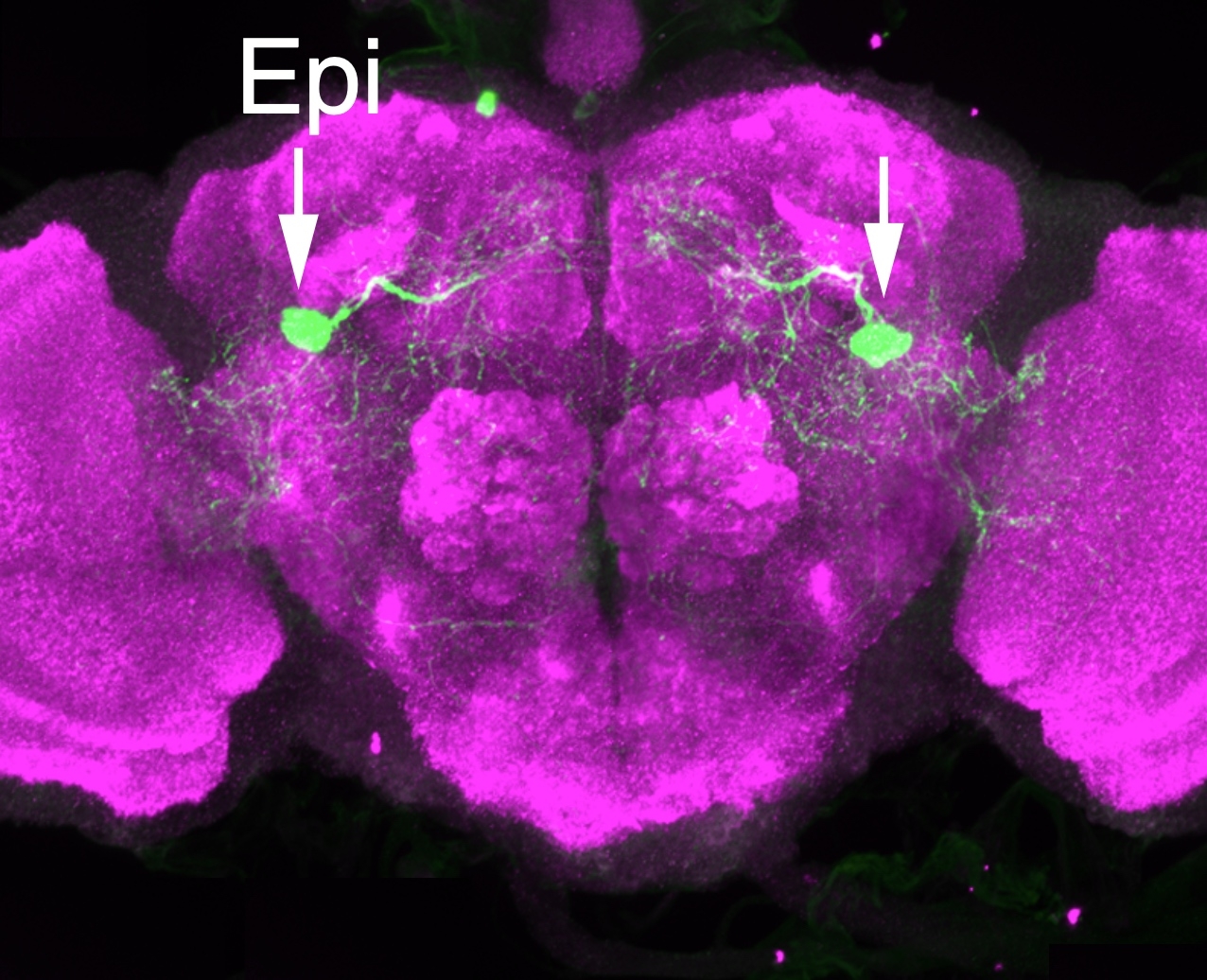 Two neurons fluoresce bright green against the magenta color of the rest of the brain.