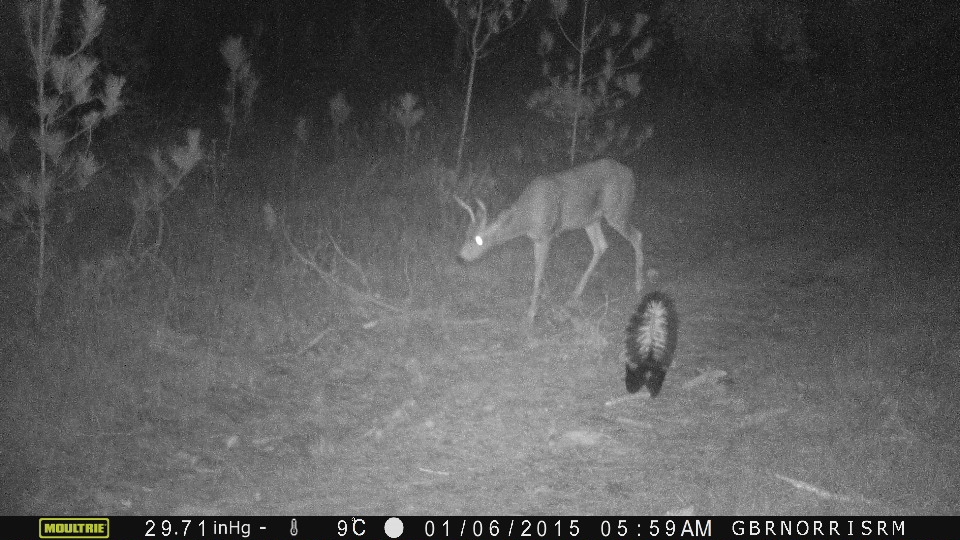 skunk and a deer caught on the reserve camera