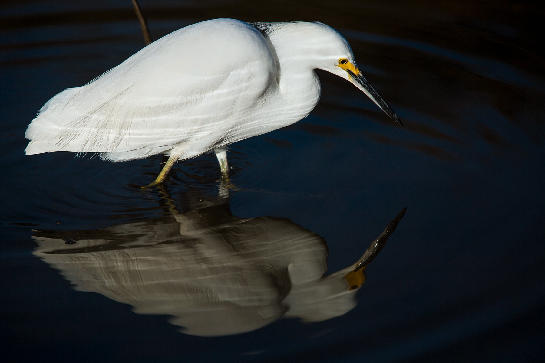 big white bird looking at it's reflection