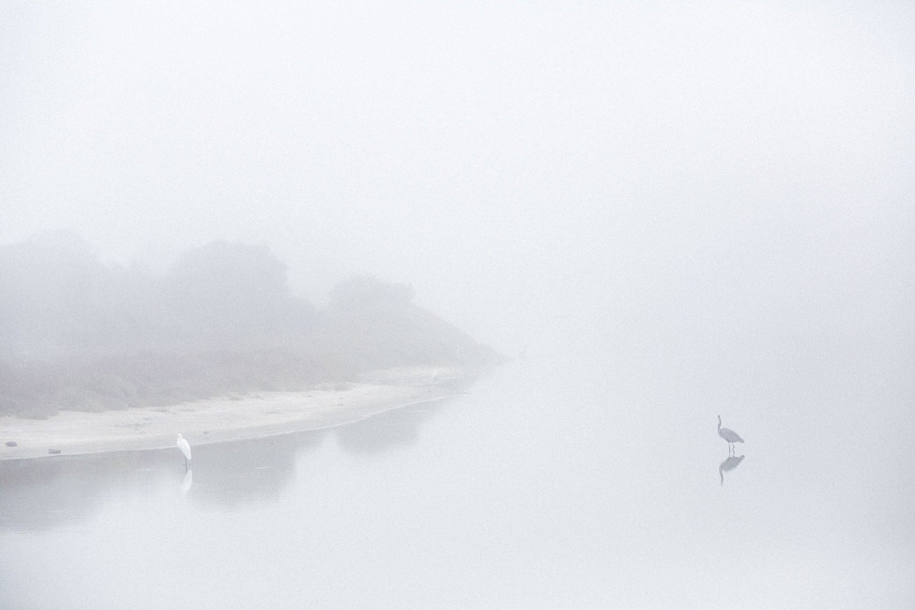 egret bird in the fog