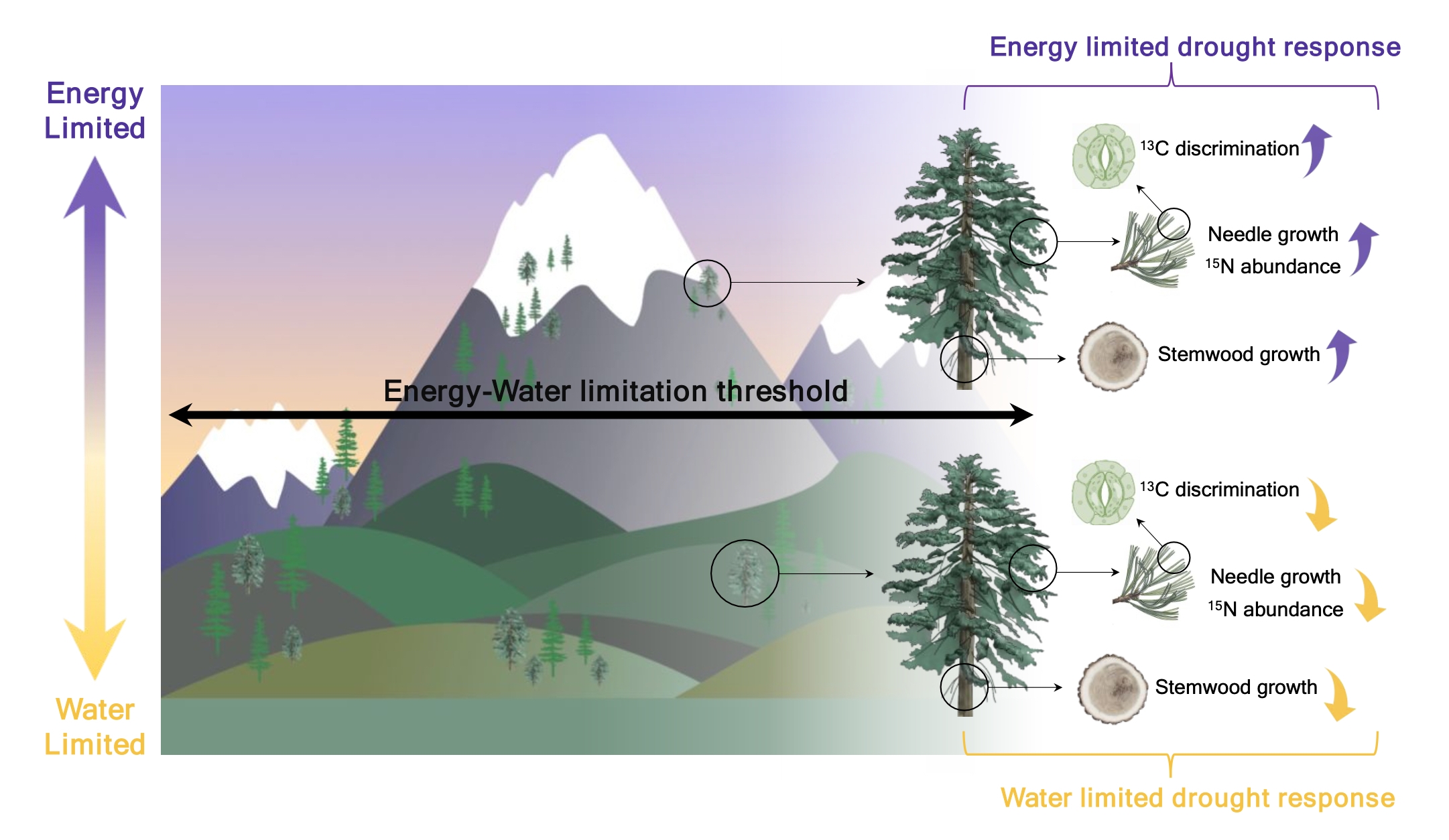 Trees in energy- and water-limited locations on a mountain have drastically different responses to drought.
