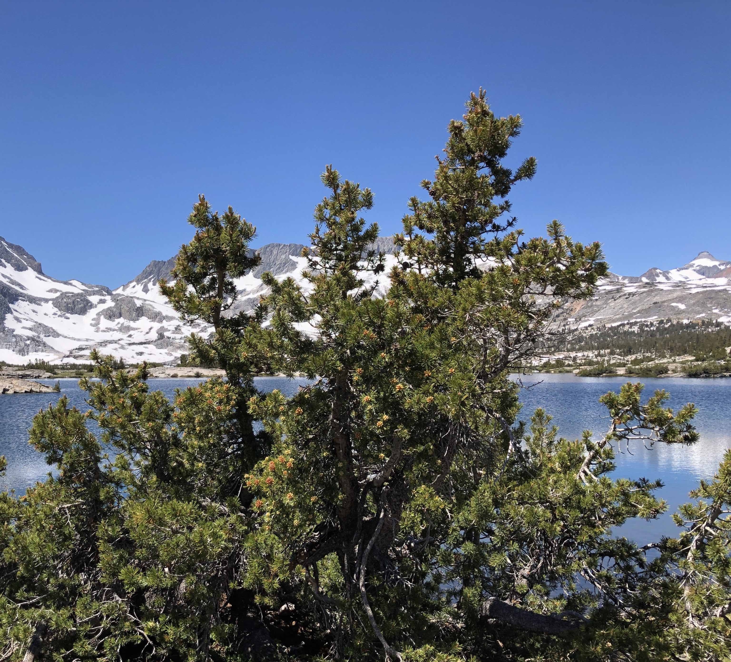 A whitebark pine grows near a lake in the Sierra Nevada.