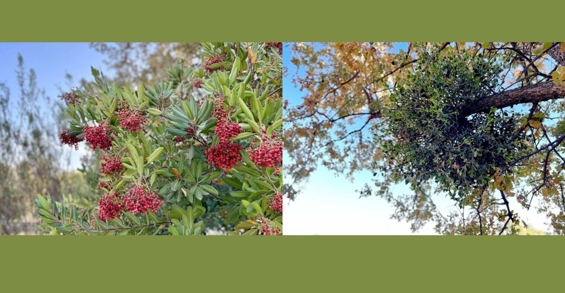 Toyon berry and Mistletoe