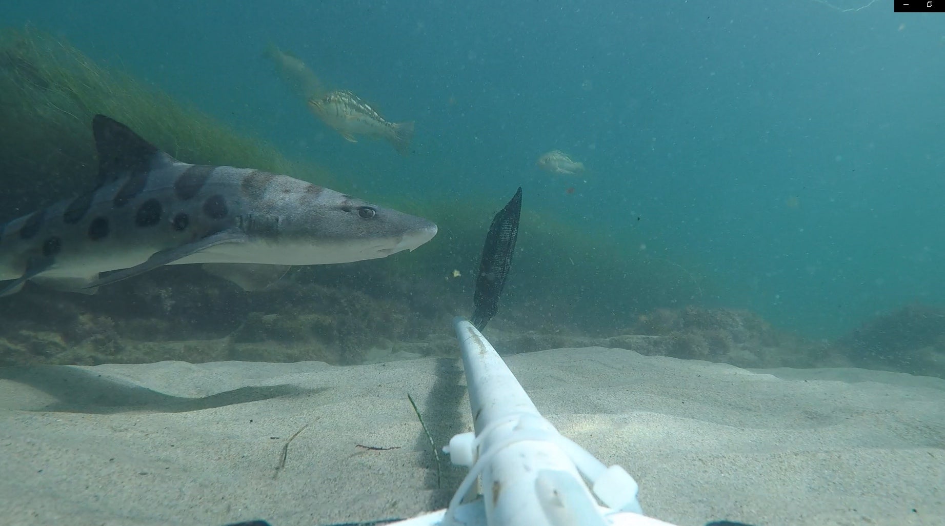 a spotted leopard shark and a kelp bass in a shallow nearshore reef