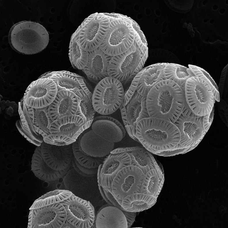 A collection of coccolithophores under an electron microscope.