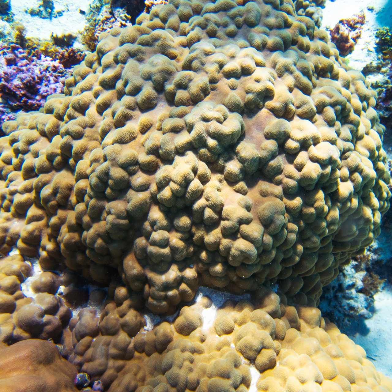 coral reef at Mo'orea