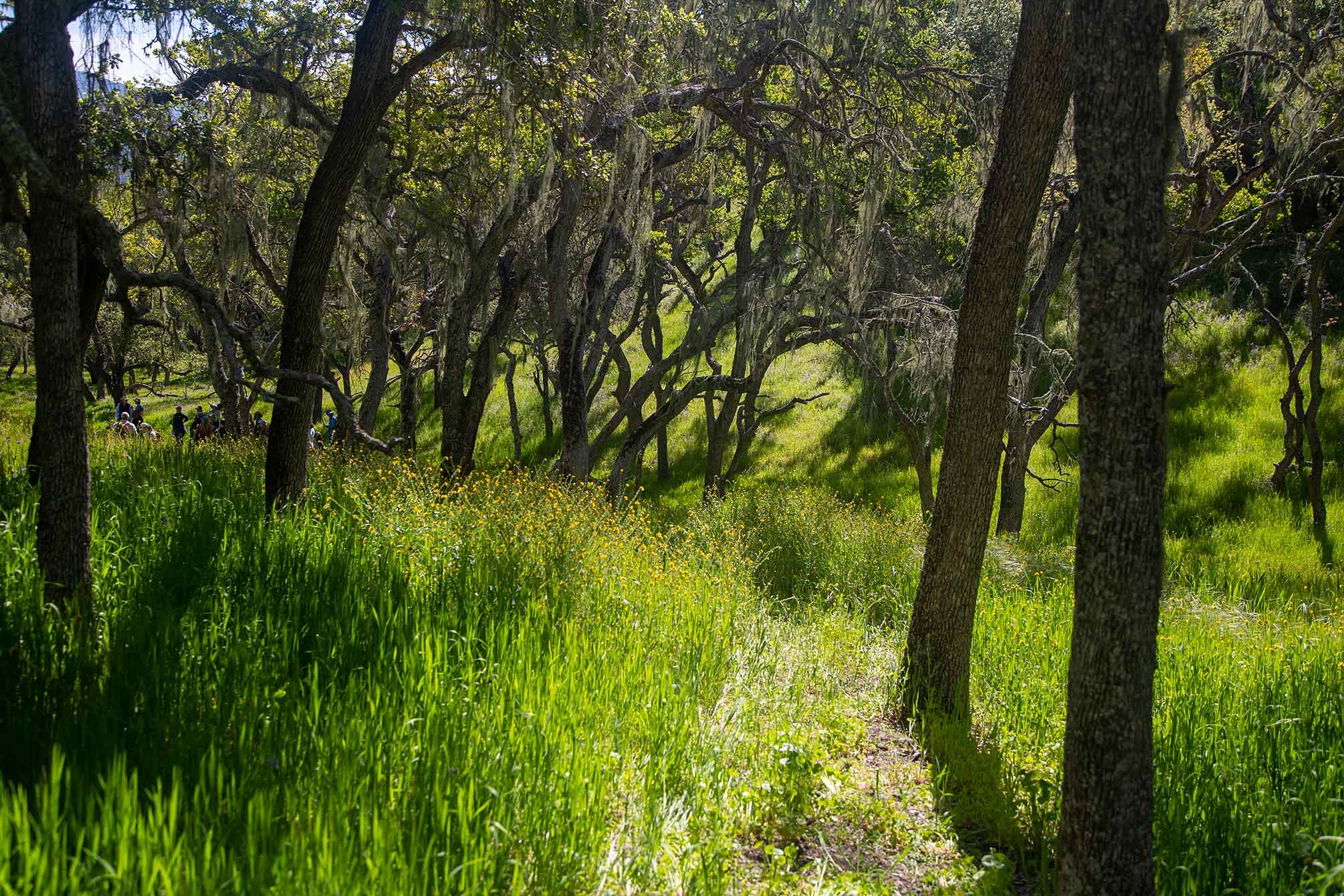 Grasses and annual forbes grow under in the dappled light under an oak canopy. Prescribed fire can burn forest litter and other fuel, preventing dangerous buildup and providing space for a healthy understory to return.