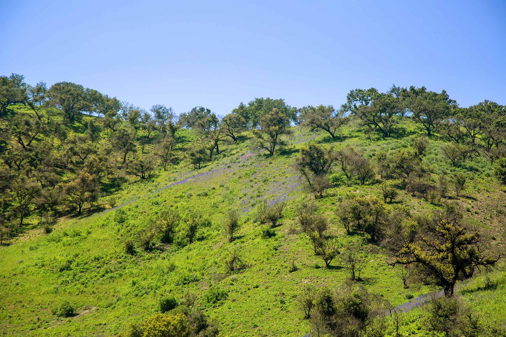 A wide shot of a green hillside featuring oak savanna.
