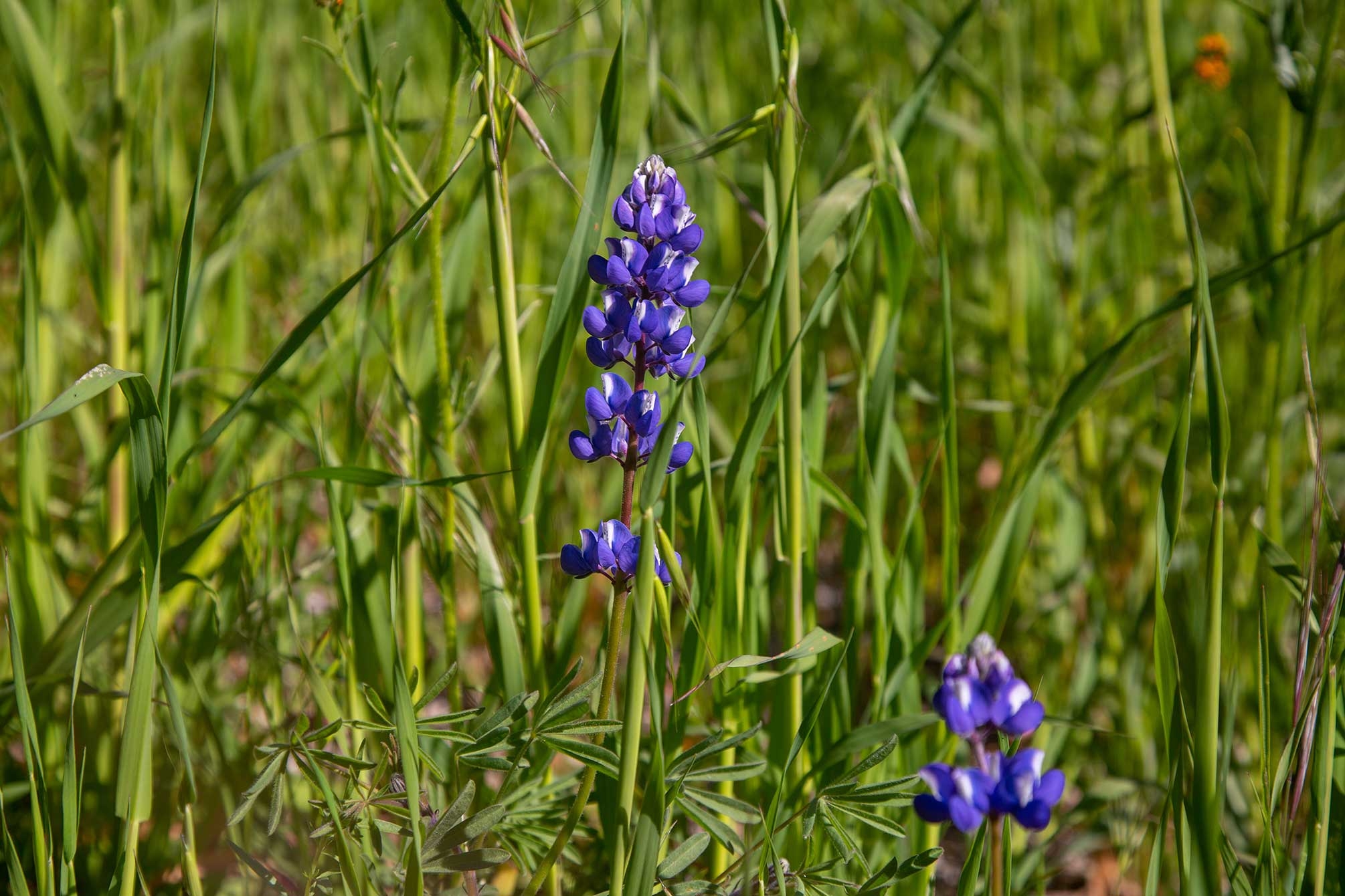 Lupines among the tall grass.