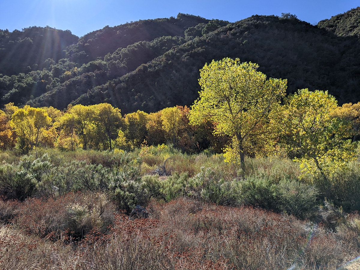 Trees in the Santa Ynez Valley