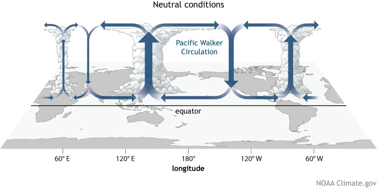 Diagram of the Pacific Walker Circulation.