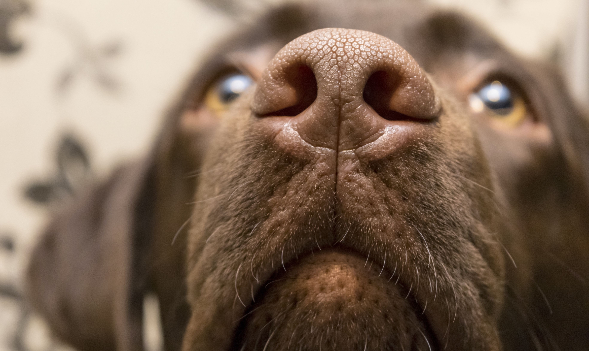close up of brown dog's nose