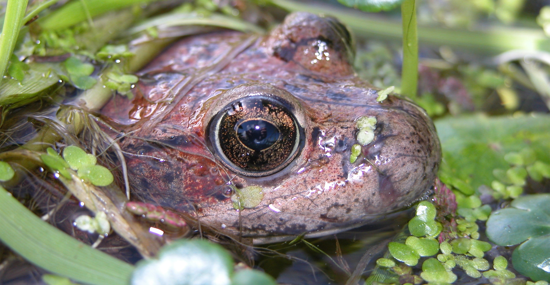 The head of a California red-legged frog peers out from lily pads