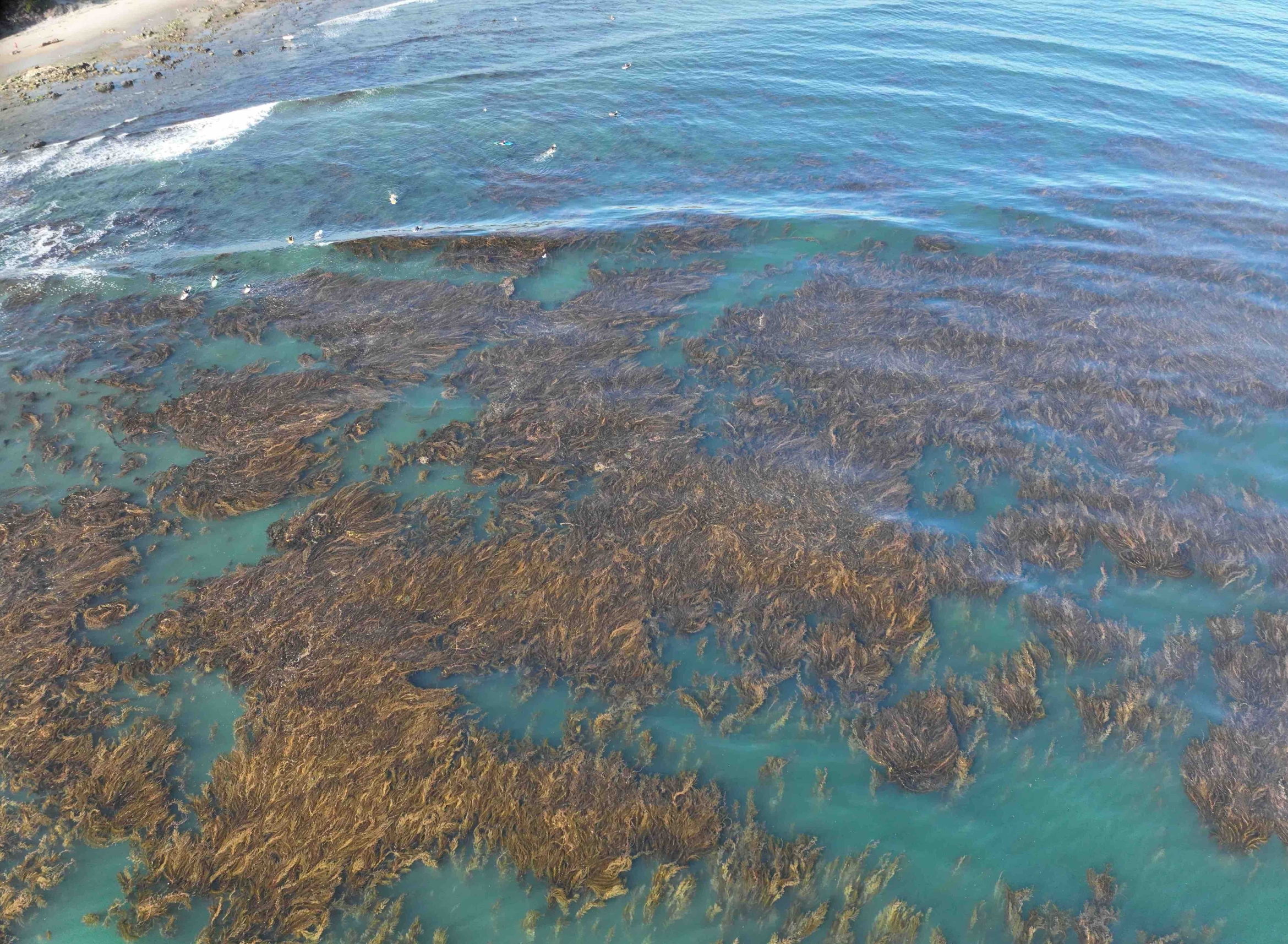 aerial photo of brown kelp fronds 
