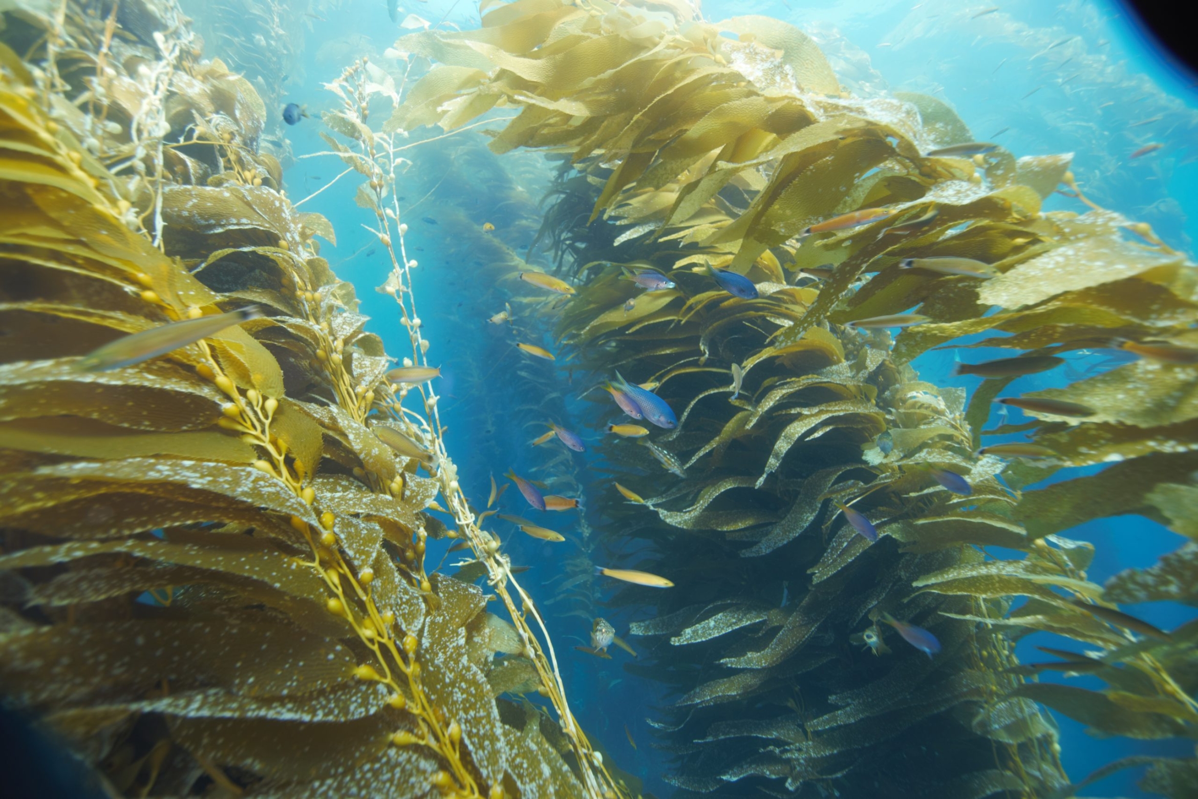 Kelp underwater