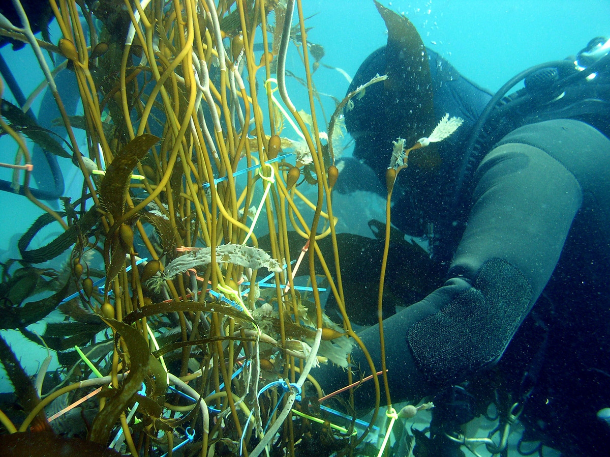 A research diver examines kelp