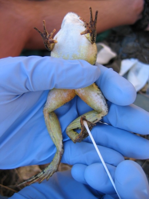 Co-author Jamie Bettaso swabs a wild foothill yellow-legged frog to test for fungal infection.
