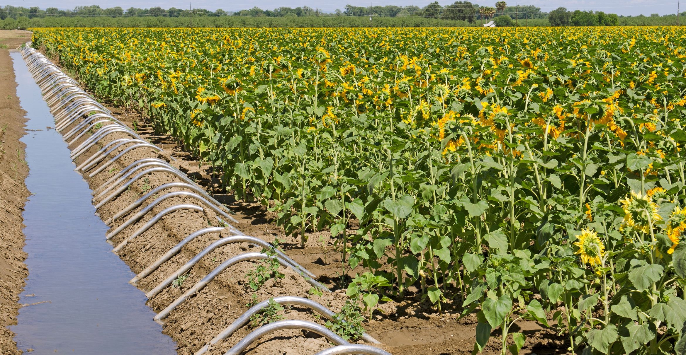 A large field of sunflowers near Sacramento.