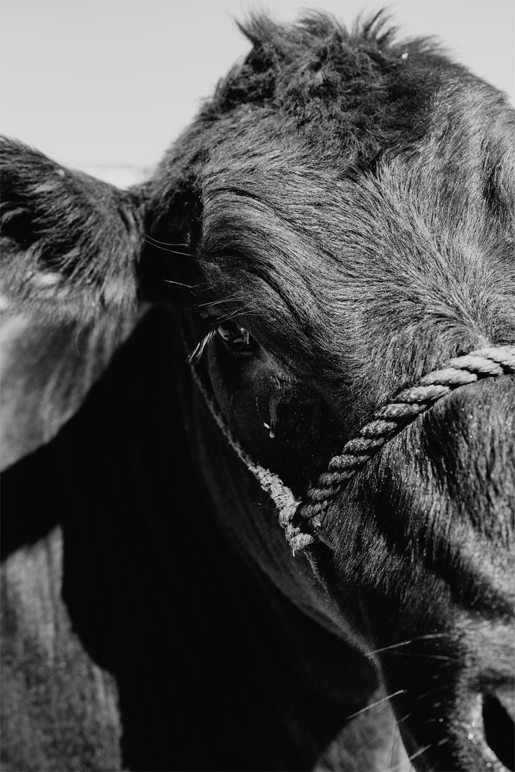 black and white photo of a steer's face