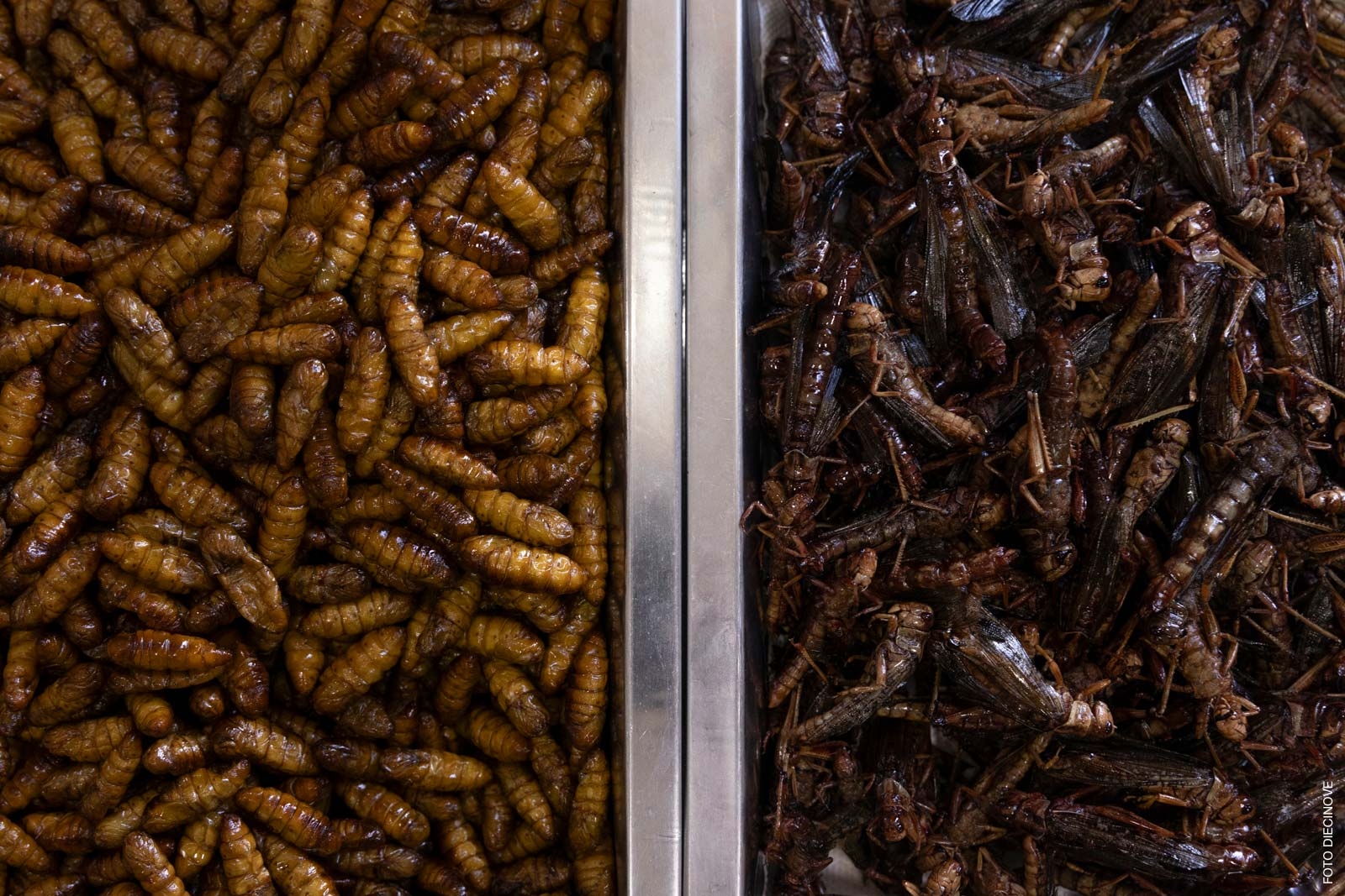 meal worms and crickets