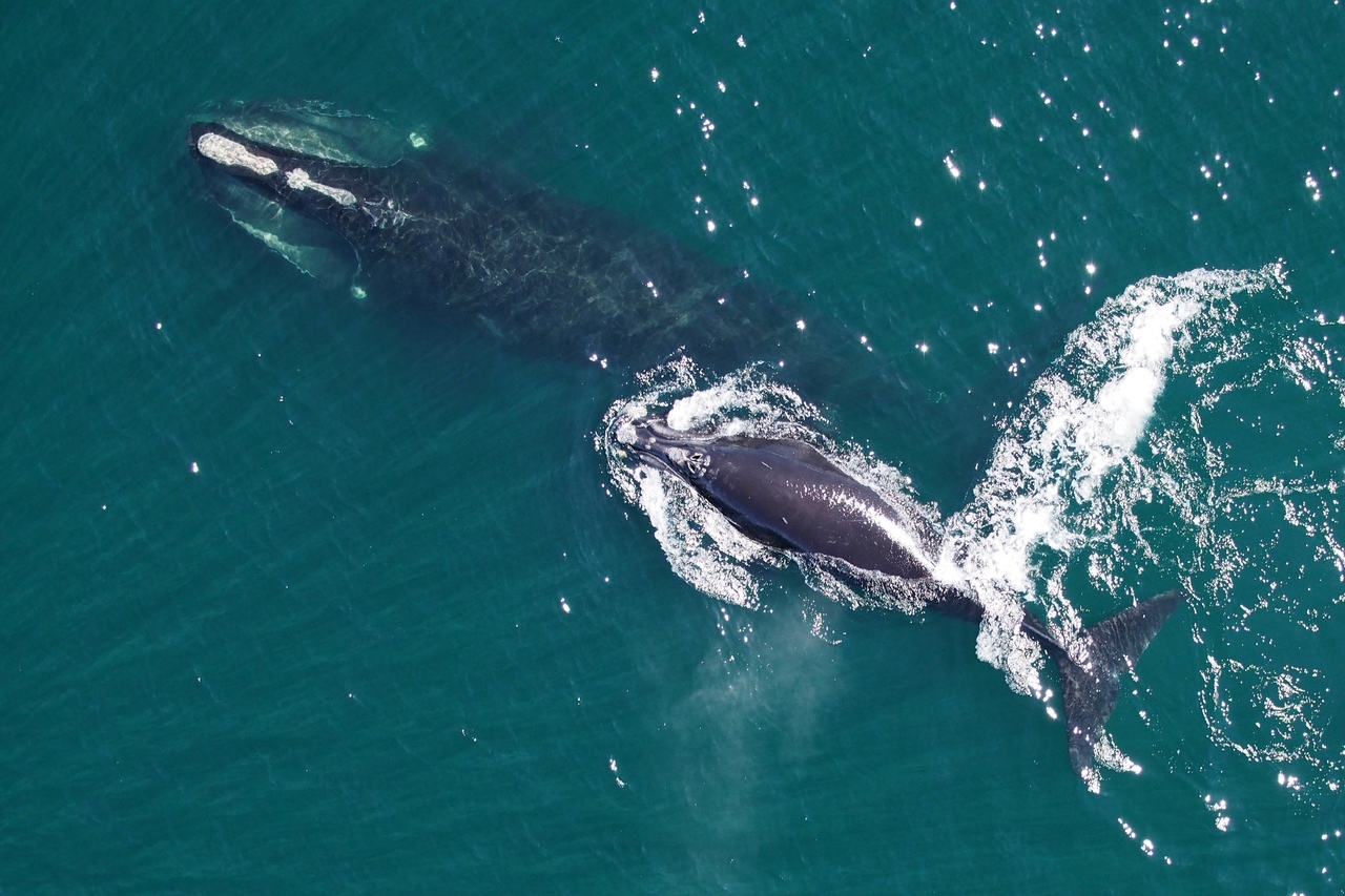 aerial shot of North Atlantic right whale and calf