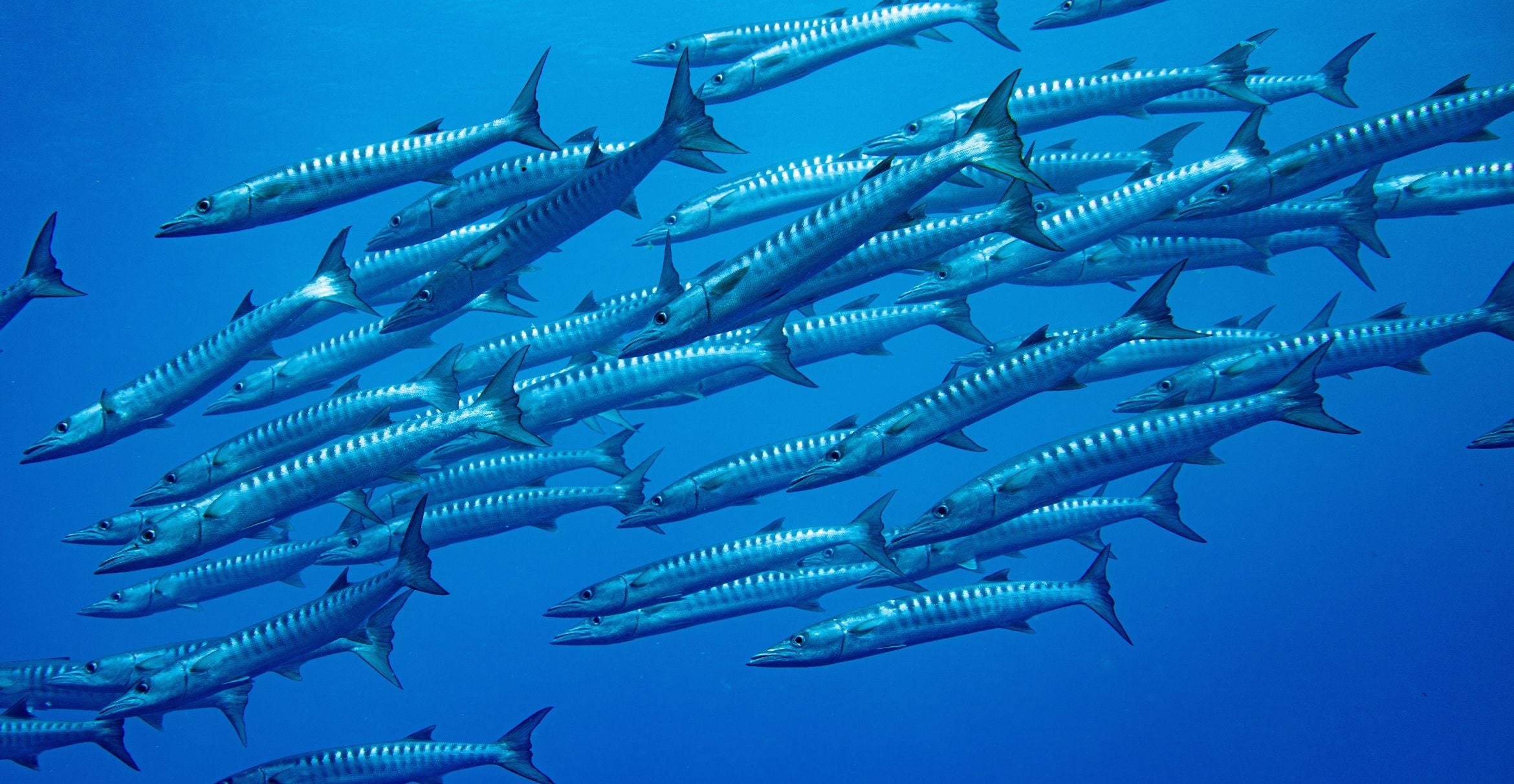 A barracuda school off Bikar Atoll, Marshall Islands.