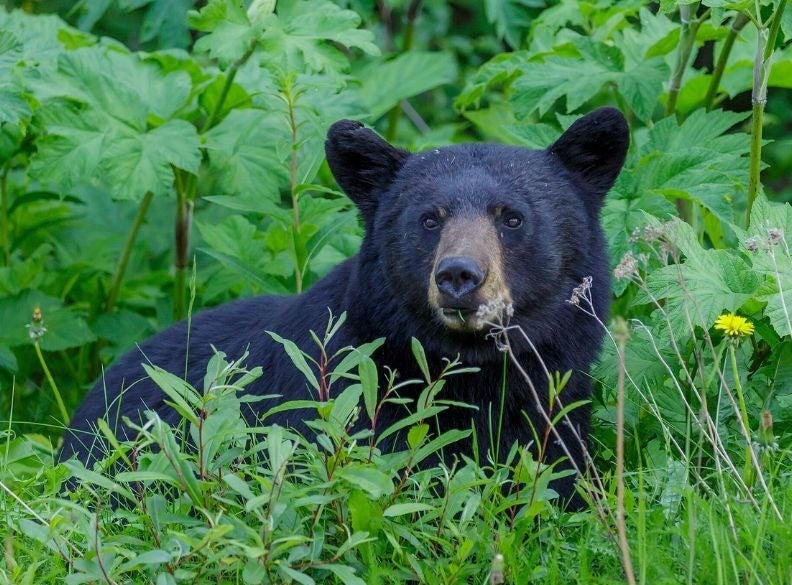 A black bear lying down in the greenery.