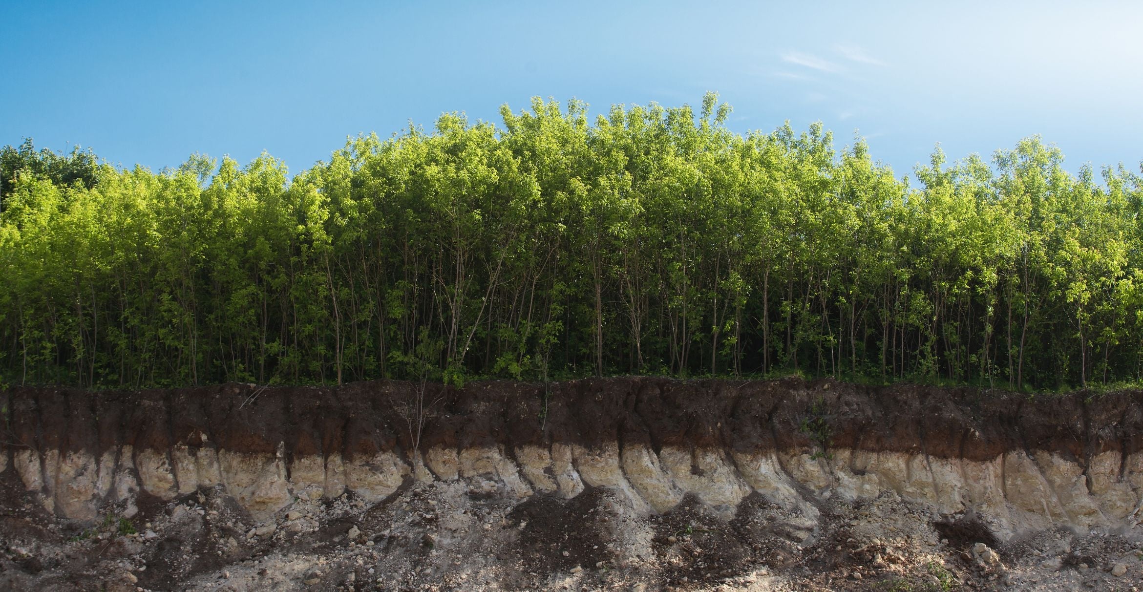 Erosion has exposed the cross-section of a forest from the canopy and understory to the subsoil and parent material.