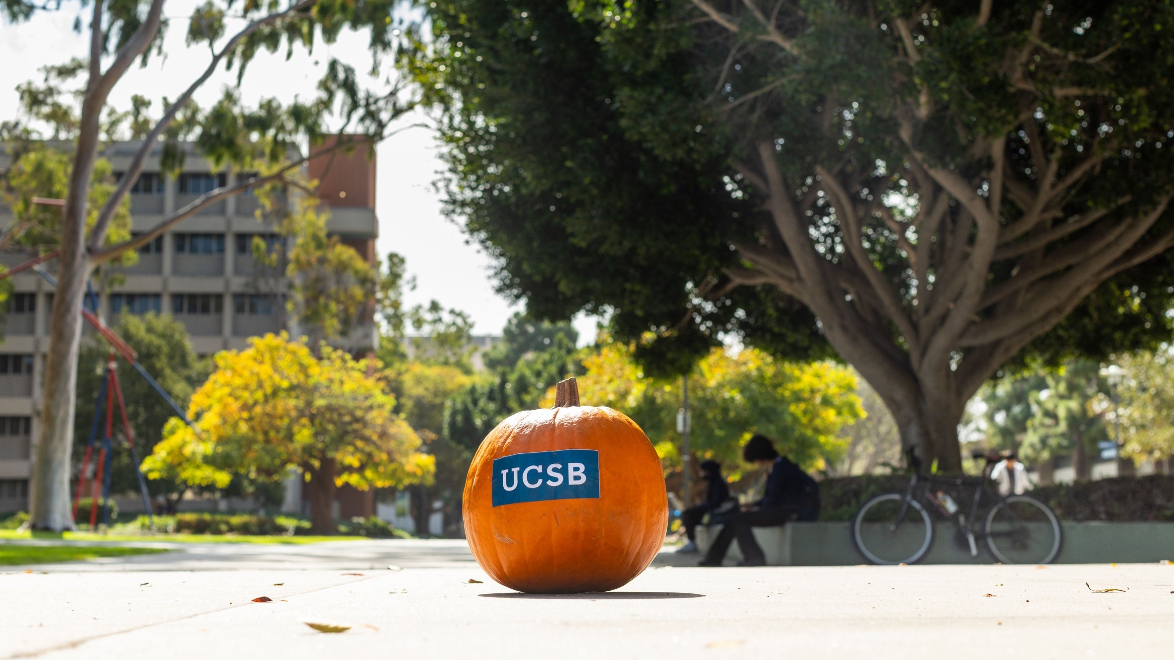 pumpkin on campus