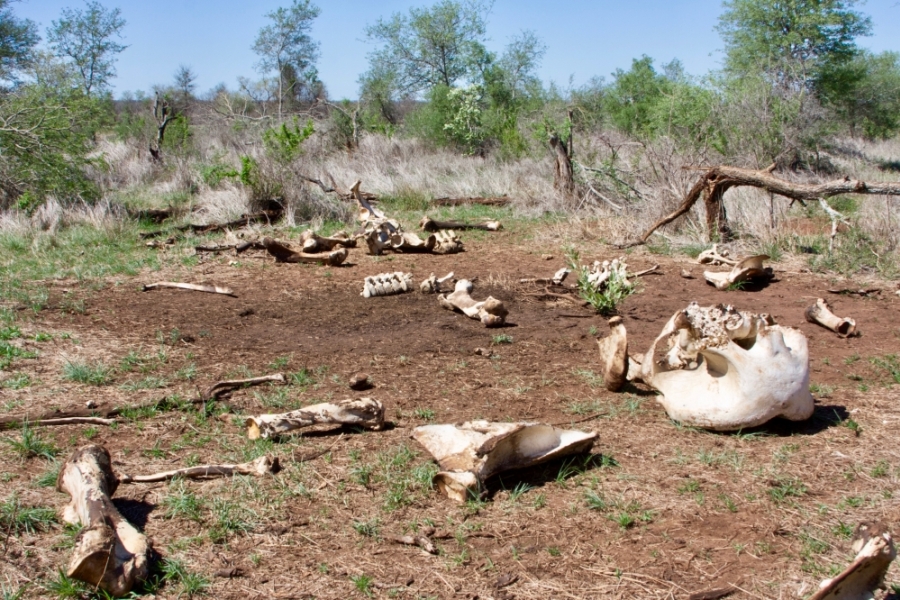 Elephant bones scattered on the savannah
