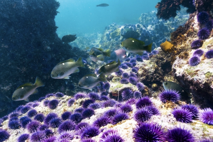 A school of opaleye swim past grazing purple urchins off Santa Cruz Island