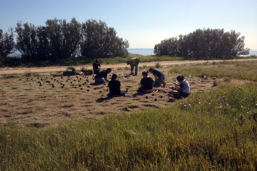 UCSB students at work on restoring the bluffs near UCSB&#039;s West Campus